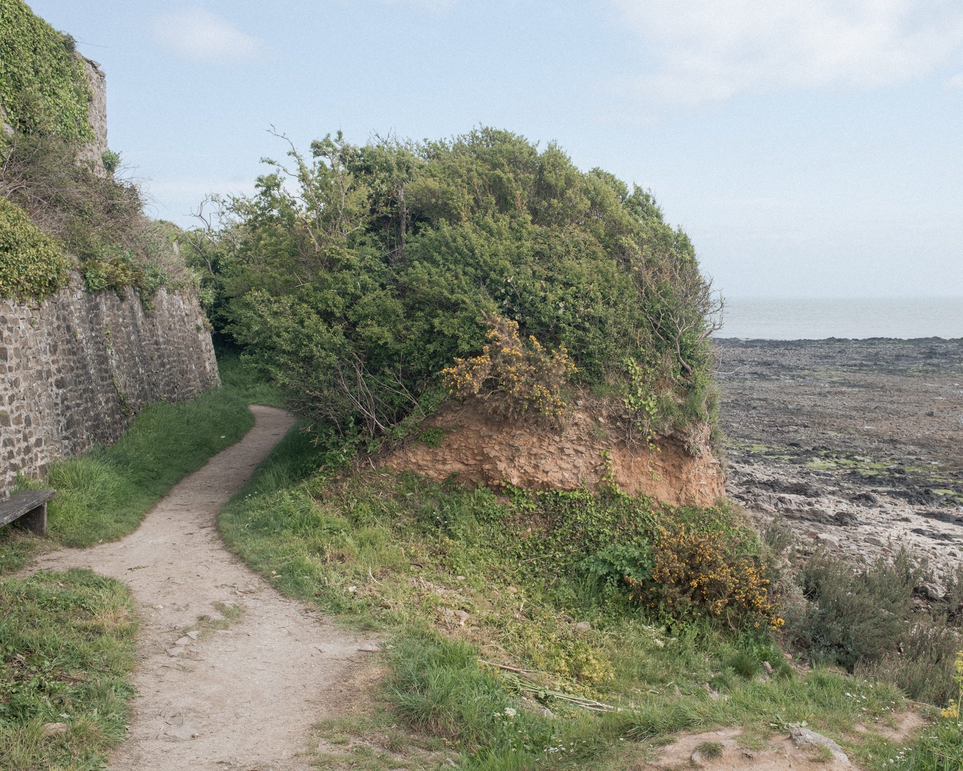Allée de béton vers un mur couvert de végétation