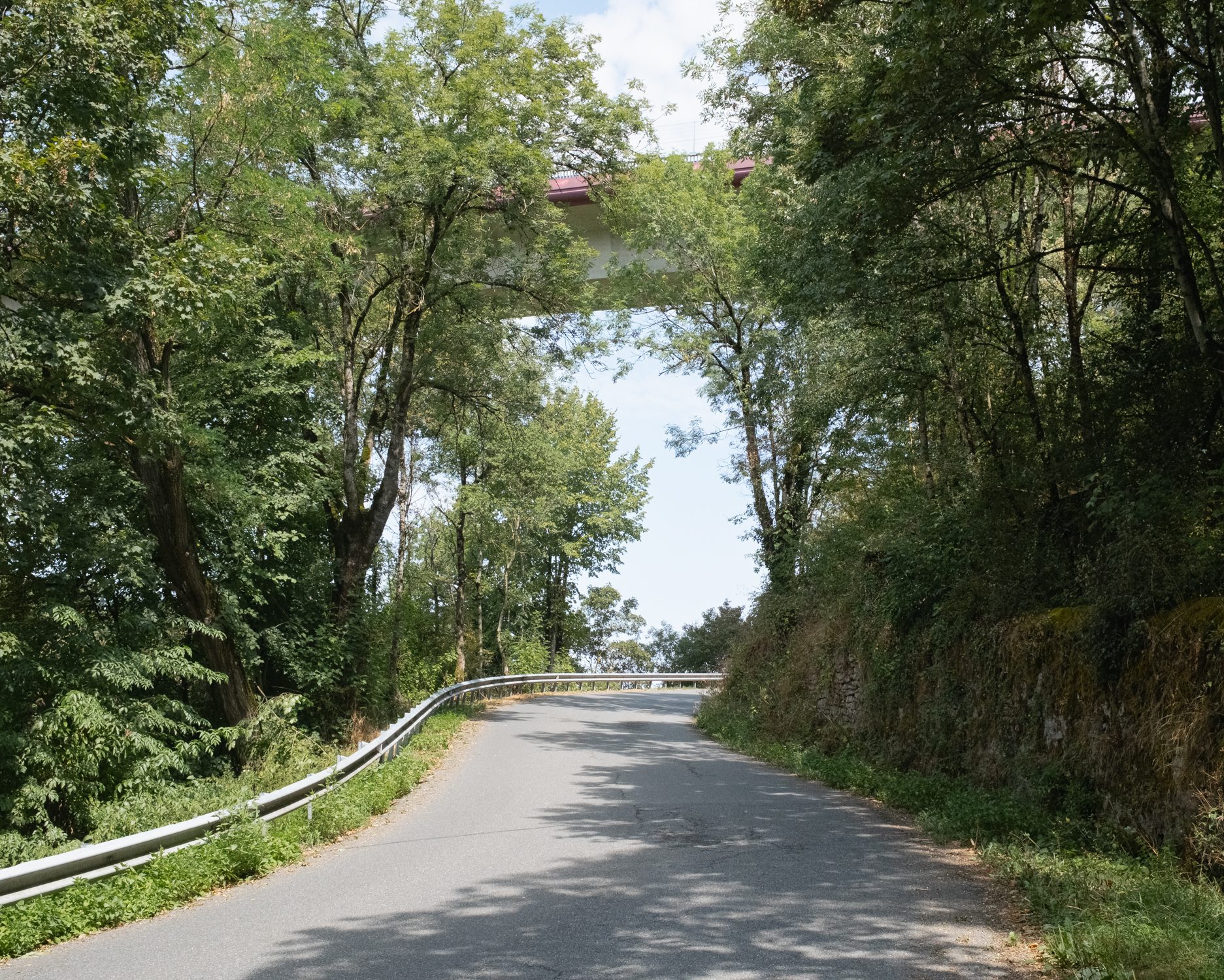 Route en virage sous les arbres